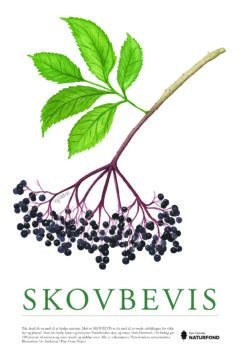 SKOVBEVISER® - Image 54606