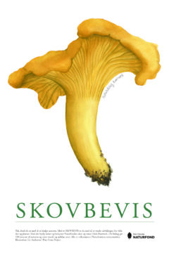 SKOVBEVISER® - Image 54604